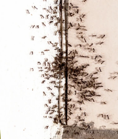 Ant Exterminator Services in Hercules