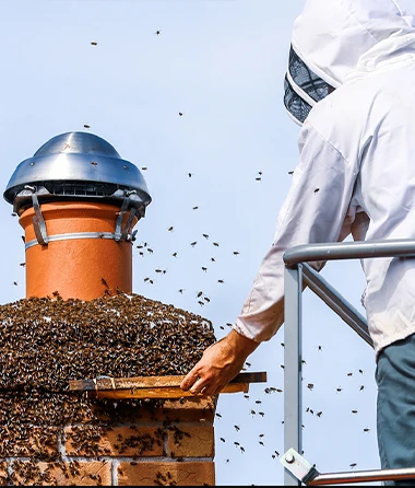 Beaumont Bee Removal Services
