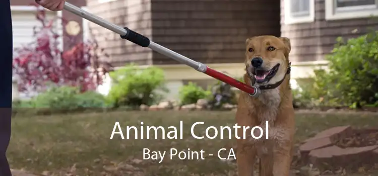 Animal Control Bay Point - CA