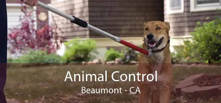 Animal Control Beaumont - CA