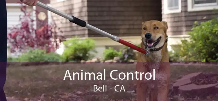 Animal Control Bell - CA