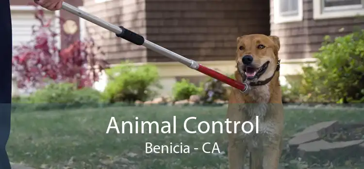 Animal Control Benicia - CA