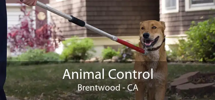 Animal Control Brentwood - CA