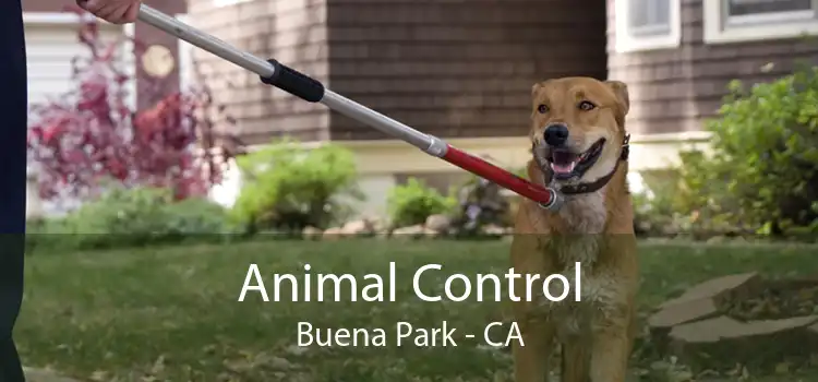 Animal Control Buena Park - CA