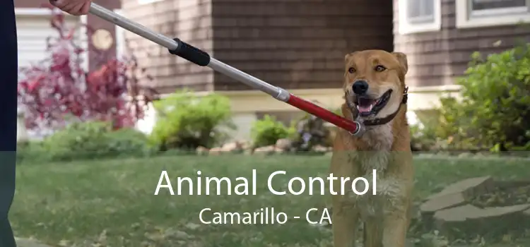 Animal Control Camarillo - CA