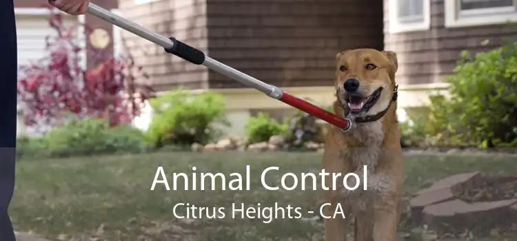 Animal Control Citrus Heights - CA