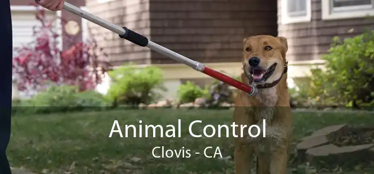 Animal Control Clovis - CA