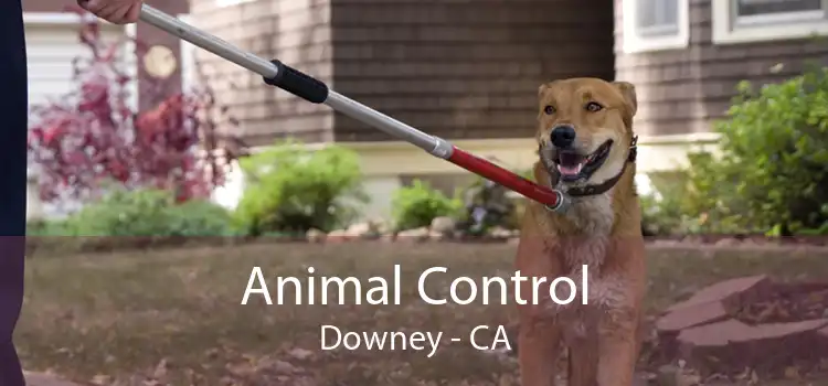 Animal Control Downey - CA