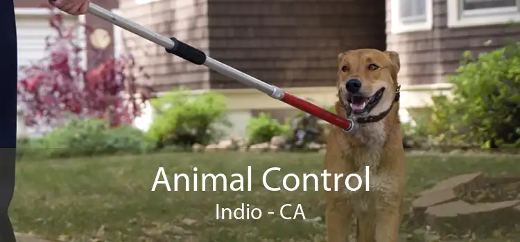 Animal Control Indio - CA