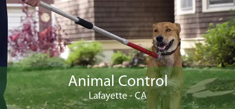 Animal Control Lafayette - CA