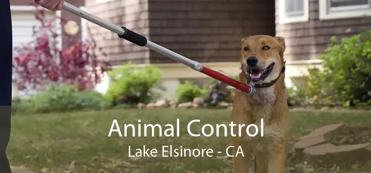 Animal Control Lake Elsinore - CA