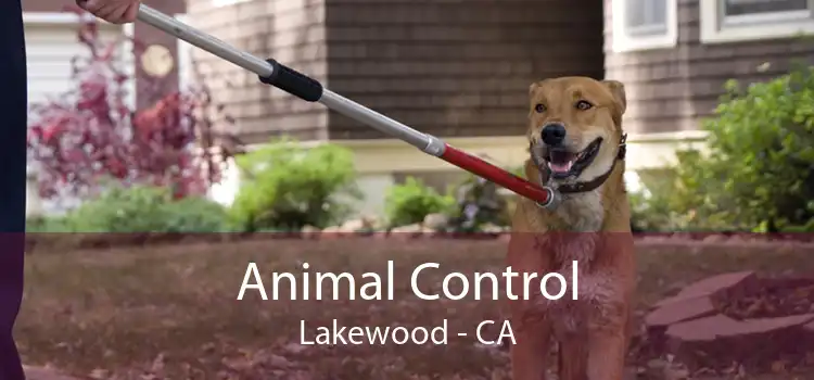 Animal Control Lakewood - CA