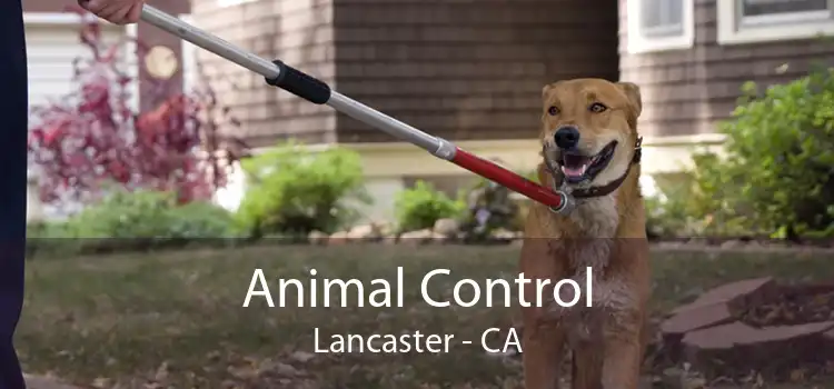 Animal Control Lancaster - CA
