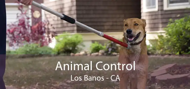 Animal Control Los Banos - CA