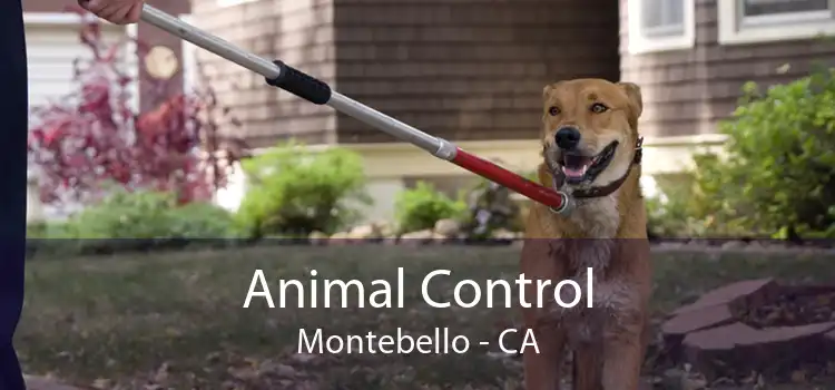 Animal Control Montebello - CA