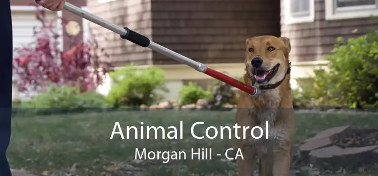 Animal Control Morgan Hill - CA