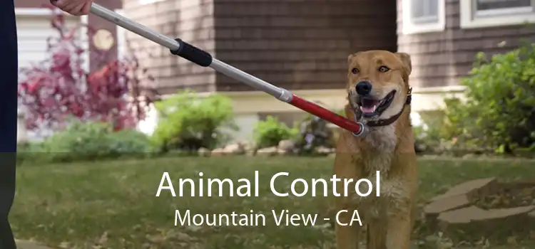 Animal Control Mountain View - CA