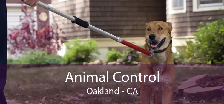 Animal Control Oakland - CA