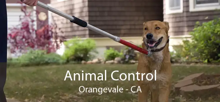 Animal Control Orangevale - CA