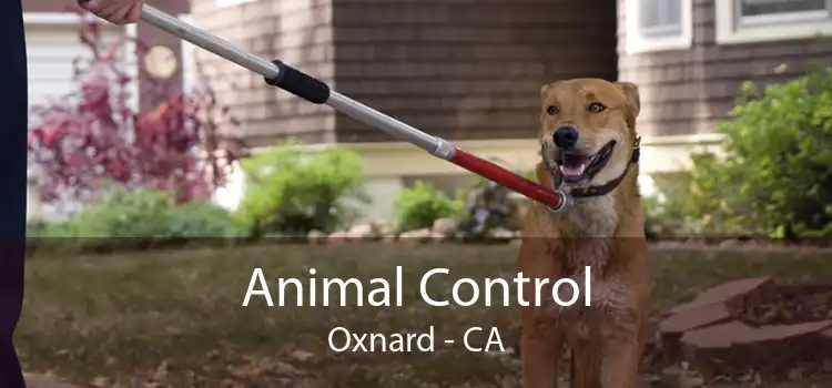 Animal Control Oxnard - CA