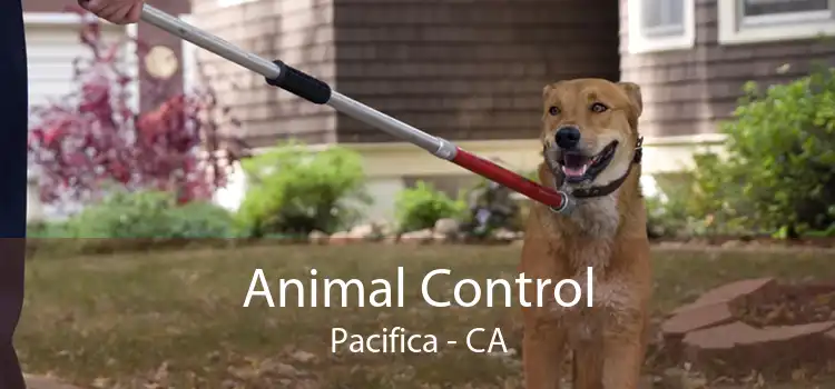 Animal Control Pacifica - CA