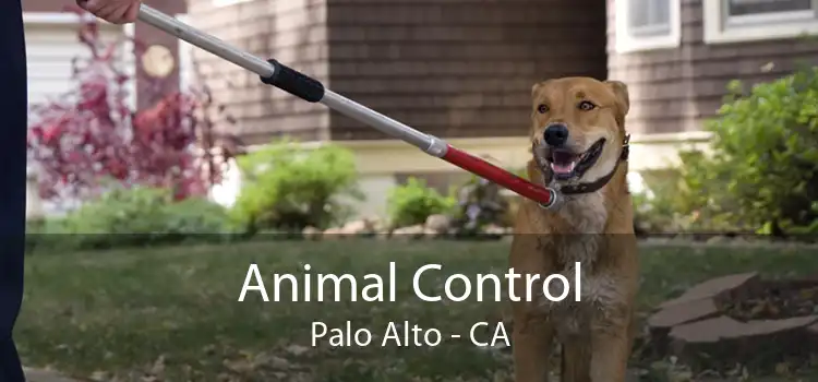 Animal Control Palo Alto - CA