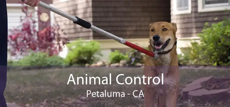 Animal Control Petaluma - CA