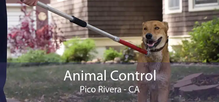 Animal Control Pico Rivera - CA