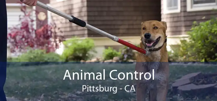 Animal Control Pittsburg - CA