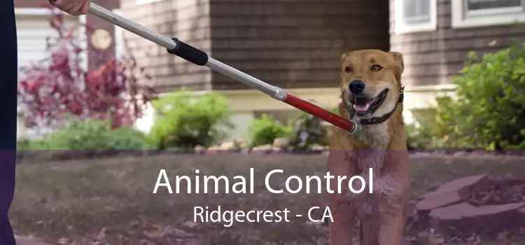 Animal Control Ridgecrest - CA