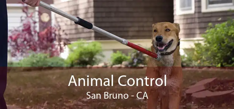 Animal Control San Bruno - CA