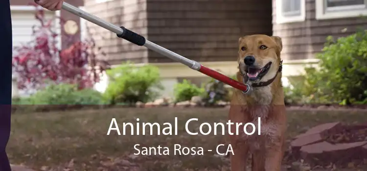 Animal Control Santa Rosa - CA