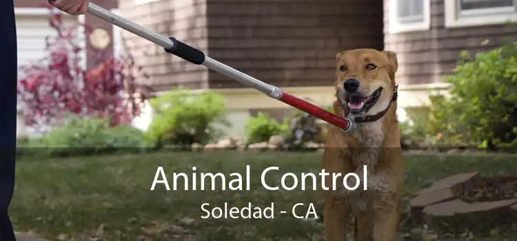 Animal Control Soledad - CA