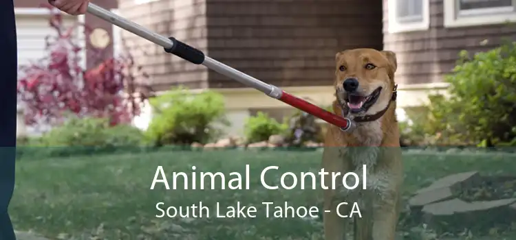 Animal Control South Lake Tahoe - CA
