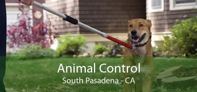 Animal Control South Pasadena - CA