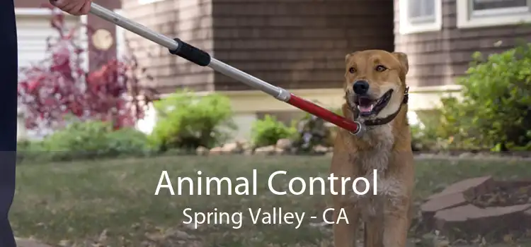 Animal Control Spring Valley - CA