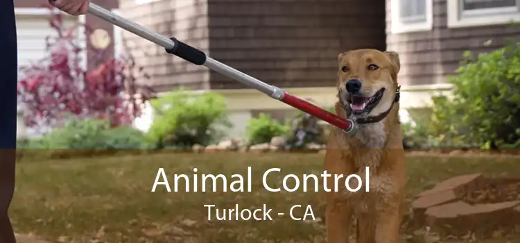 Animal Control Turlock - CA