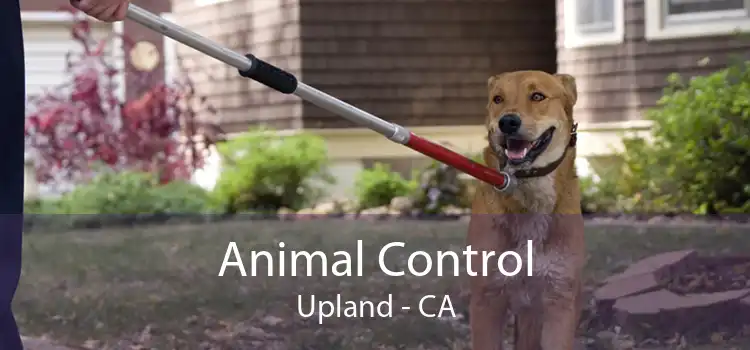 Animal Control Upland - CA
