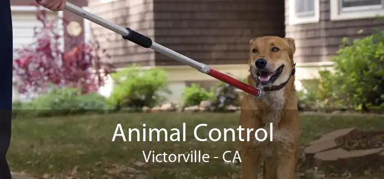 Animal Control Victorville - CA