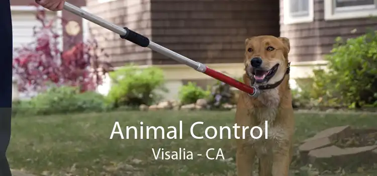 Animal Control Visalia - CA