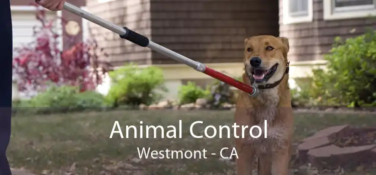Animal Control Westmont - CA
