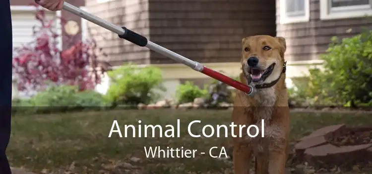 Animal Control Whittier - CA