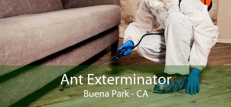 Ant Exterminator Buena Park - CA