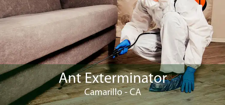 Ant Exterminator Camarillo - CA