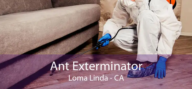 Ant Exterminator Loma Linda - CA