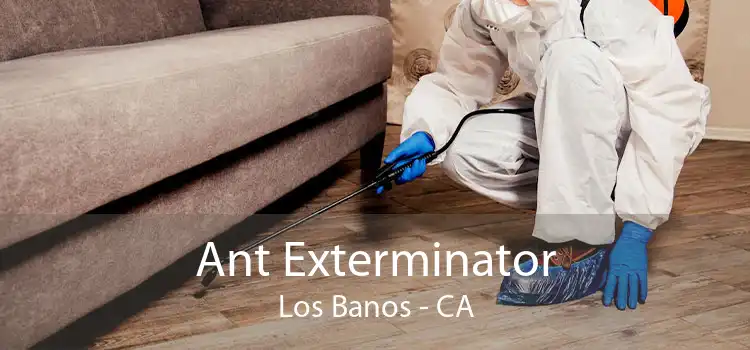 Ant Exterminator Los Banos - CA