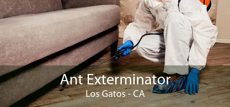 Ant Exterminator Los Gatos - CA