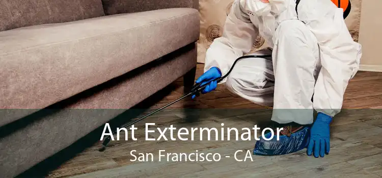 Ant Exterminator San Francisco - CA