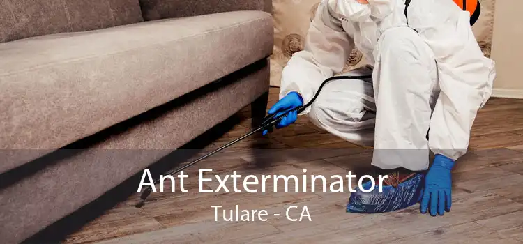 Ant Exterminator Tulare - CA