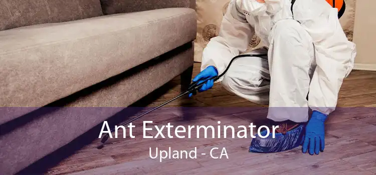 Ant Exterminator Upland - CA